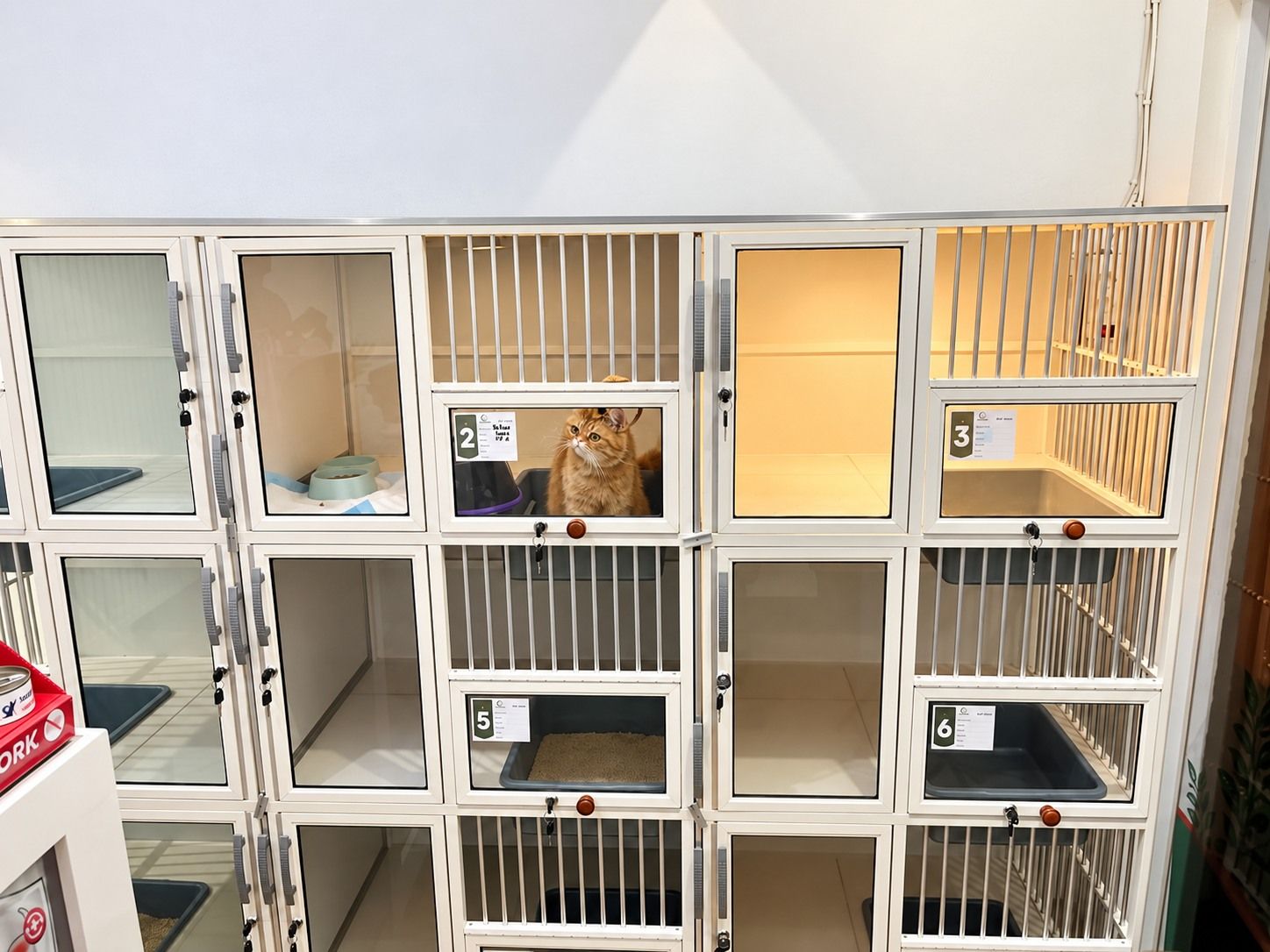Kamar pet hotel dan rawat inap kucing di Charitas